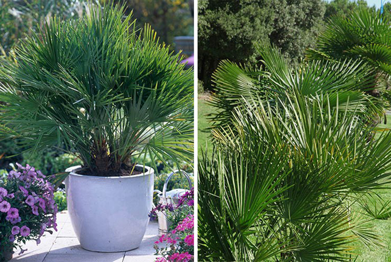 Potted Chamaerops Humilis Fan Palm Deal Price £27.99