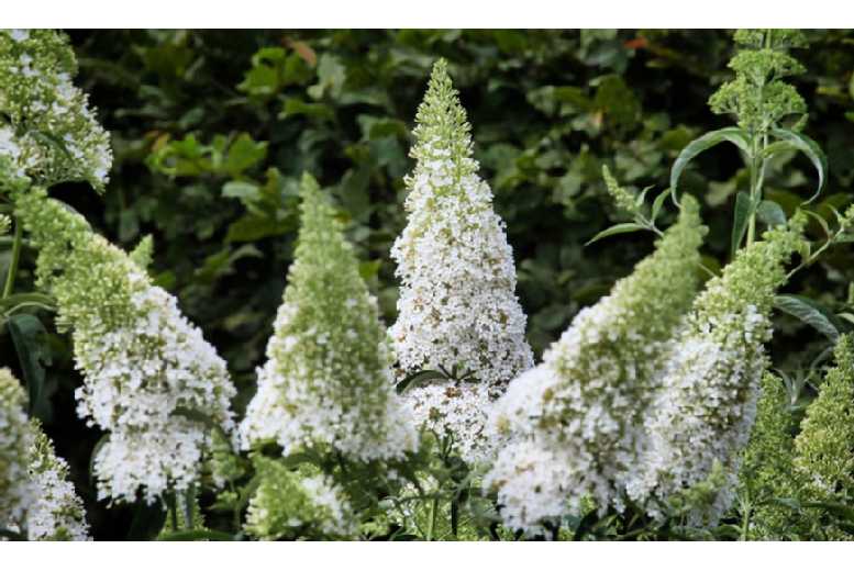 Buddleja White Profusion – 1, 3 or 5 Potted Plants Deal Price £6.99