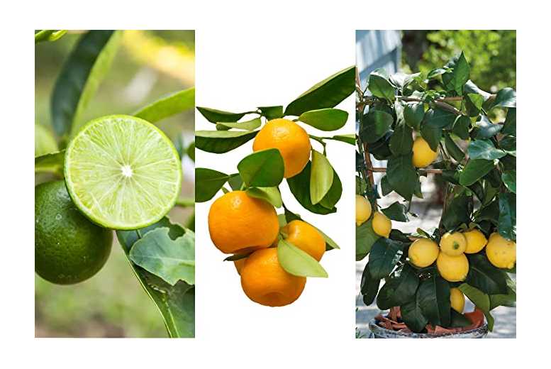 Lemon, Orange and Lime – 3 Potted Plants Deal Price £12.99