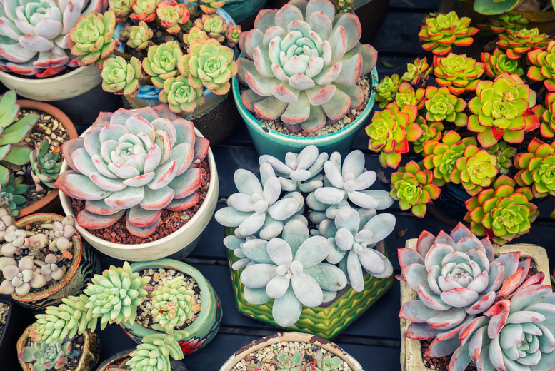 Succulent Collection up to 9 Plants Deal Price £9.99