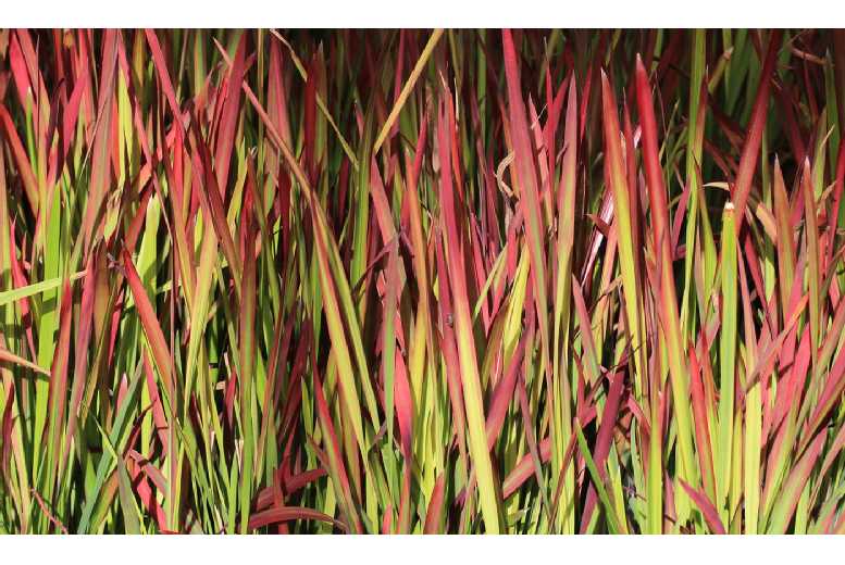 Imperata cylindrica Red Baron Plants Deal Price £5.99