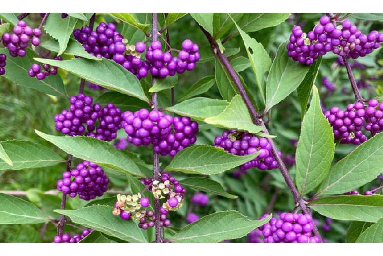 Beauty Berry Bush -1, 3 or 5 Plants Deal Price £6.99