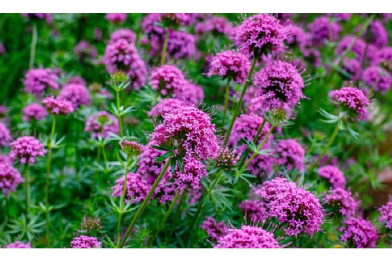 Pink Phuopsis stylosa – 3 or 5 Plants Deal Price £7.99