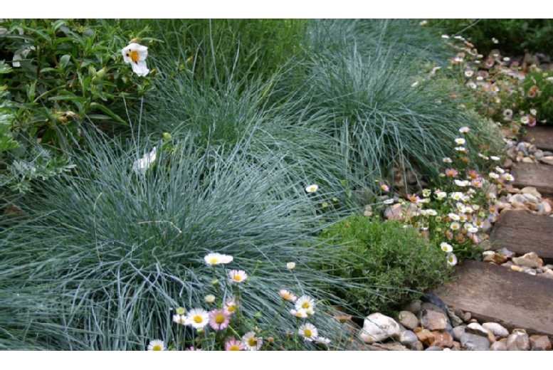 Blue fescue Grass 5, 10 or 15 Plants Deal Price £8.99