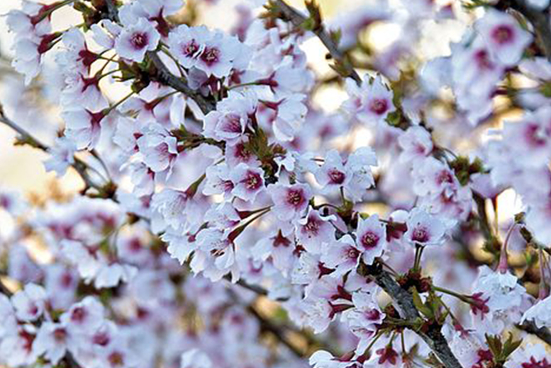 Fuji Cherry Prunus Incisa ‘Kojo-No-Mai’ Plant Deal Price £7.99