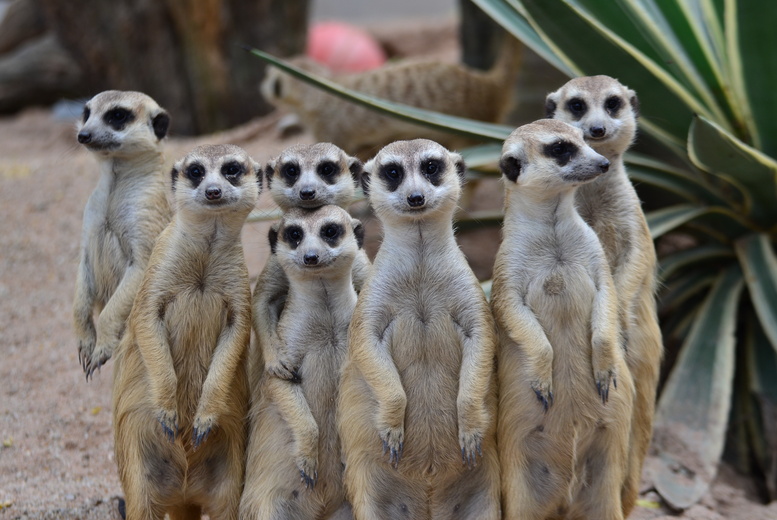 Meerkat Experience for Two at Hoo Zoo & Dinosaur World – Weekdays or Weekends | Wowcher