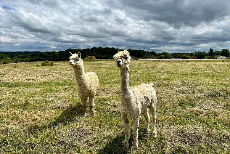 Adopt A Baby Alpaca – Letter, Certificate, Updates & More! Deal Price £9.00