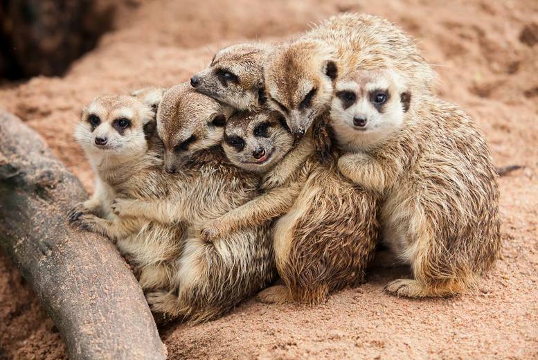Meerkat & Lemur Animal Encounter Experience for Two at Hoo Zoo & Dinosaur World, Telford | Wowcher Meerkat & Lemur Animal Encounter Experience for Two at Hoo Zoo & Dinosaur World, Telford | Wowcher