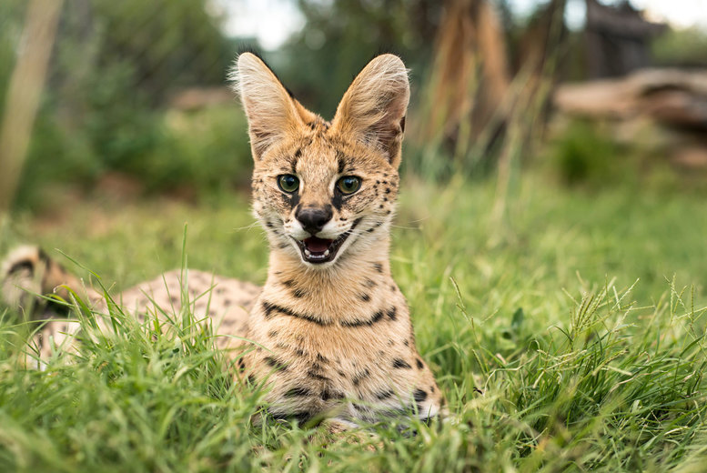 Hoo Zoo Exotic Animal Experience – Meerkats, Lemurs & Servals Deal Price £42.00