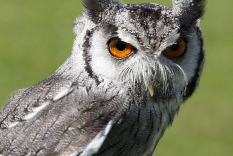 Owl Encounter Experience Deal Price £30.00