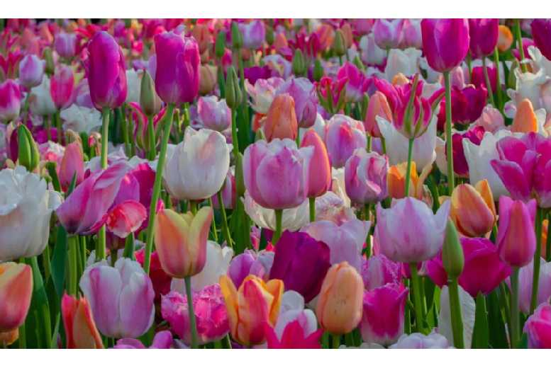 60 Tulip Pretty in Pink Bulbs Deal Price £18.99