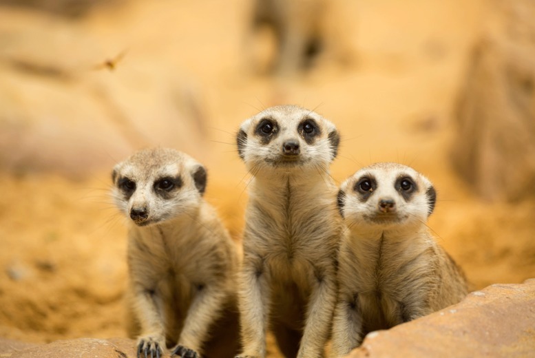 Meet the Meerkats Experience with Cream Tea at Willow Tree Family Farm – For 1 or 2 People | Wowcher Meet the Meerkats Experience with Cream Tea at Willow Tree Family Farm – For 1 or 2 People | Wowcher