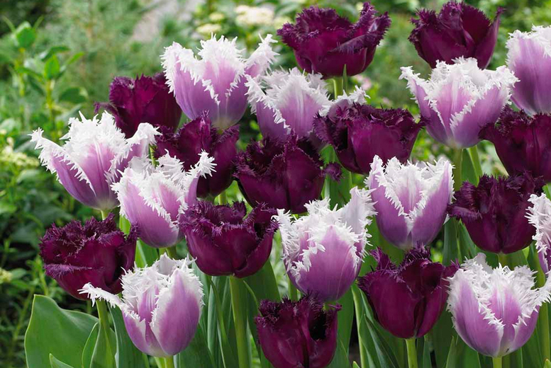 Tulip ‘Black Cherry Frost’ Bulbs – 16, 32, 64 Deal Price £9.99