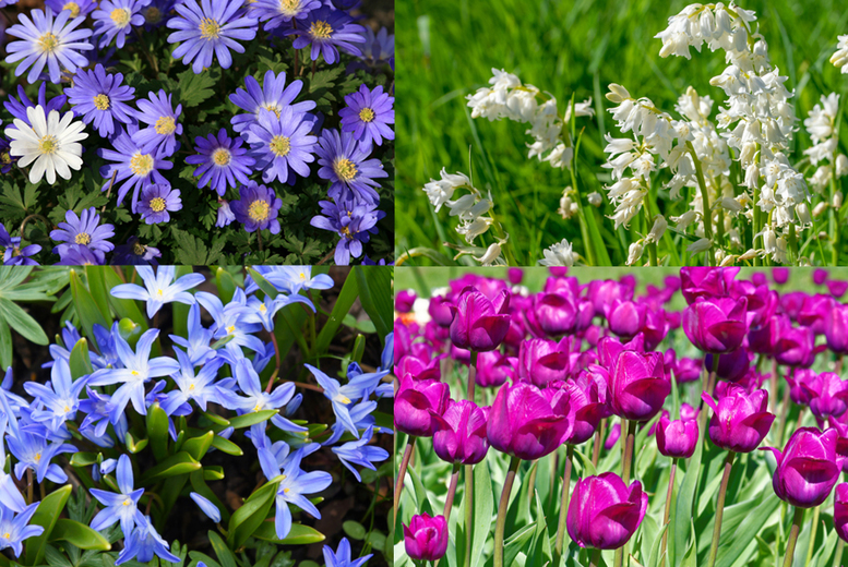65 Mixed Spring Flowering Bulbs Deal Price £12.99
