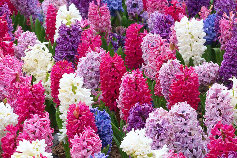 Mixed Hyacinth Bulbs – 8 or 16 Deal Price £6.99