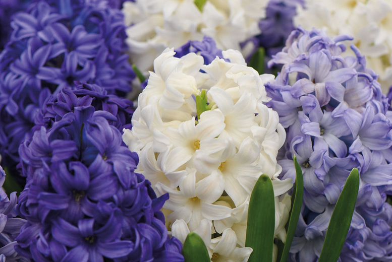 Hyacinth ’Rhapsody in Blue’ Bulbs – 8, 16 or 32 Deal Price £7.99