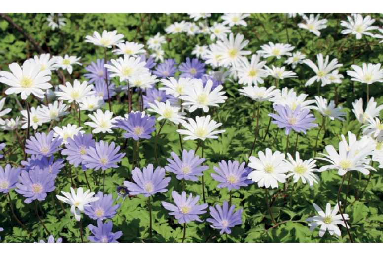 65 White Spring Flowering Bulbs Deal Price £14.99