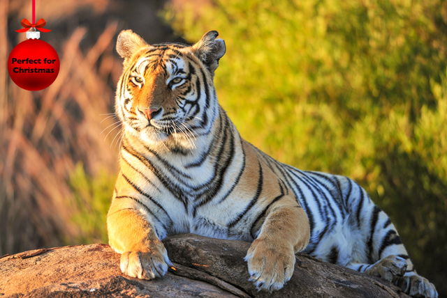 Big Cat Experience & Theme Park | London | Wowcher