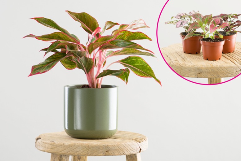 Premium Baby Houseplant Set (5 Pack) or One-Month Indoor Plant Subscription - 2 Options - Lazy Flora - Gift-Ready with Free UK Delivery | Wowcher
