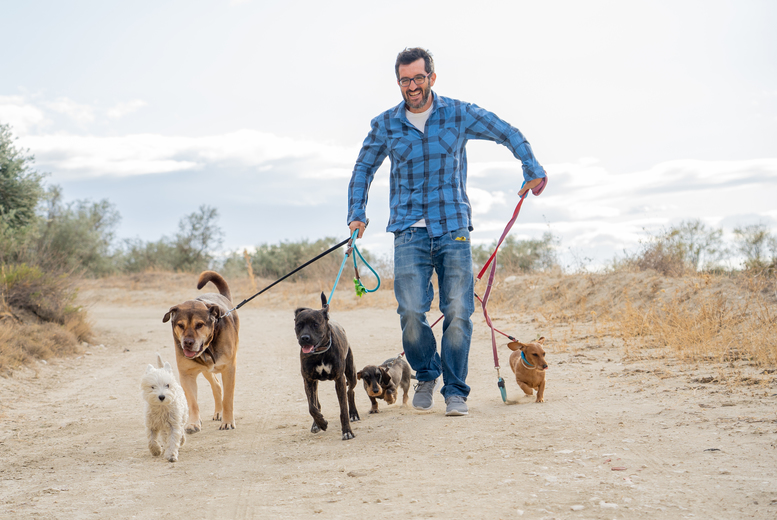 Accredited Expert Dog Walking Course with Ian Stone – Online Certification, Save 90% | Wowcher