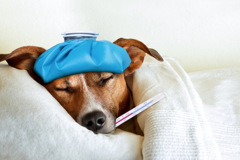 Pet Reactivity Test - At-Home Testing for Horses, Cats & Dogs | Wowcher