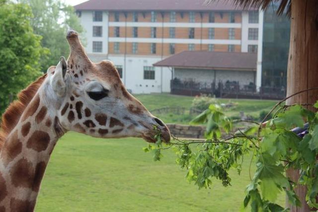 Chessington Giraffe Safari Experience for 2 London