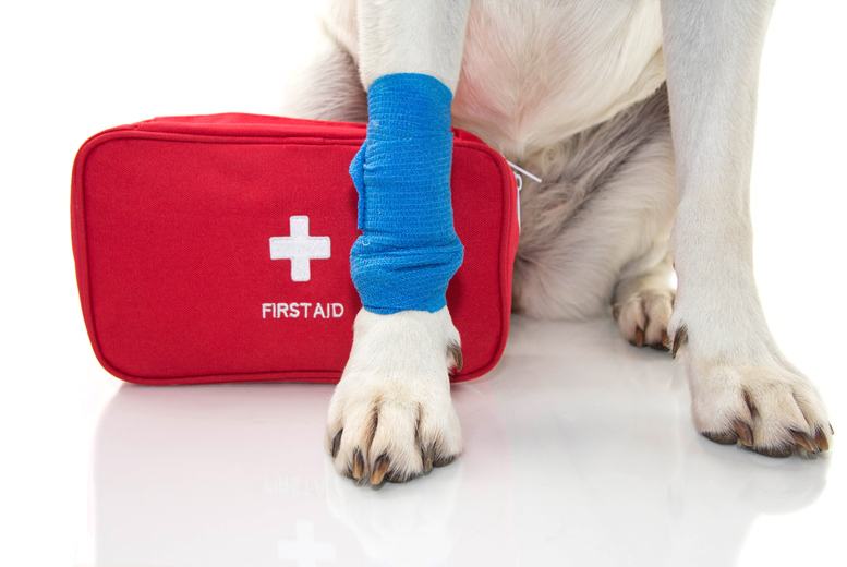 Pet CPR & First Aid Online Course