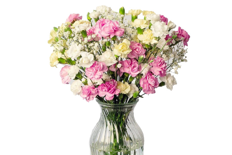 Carnation Bouquet – FlowersDelivery4U | Wowcher