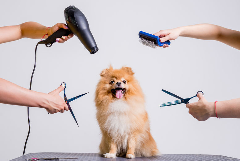 Online Dog Grooming Diploma Course - CPD & IPHM Accredited | Wowcher