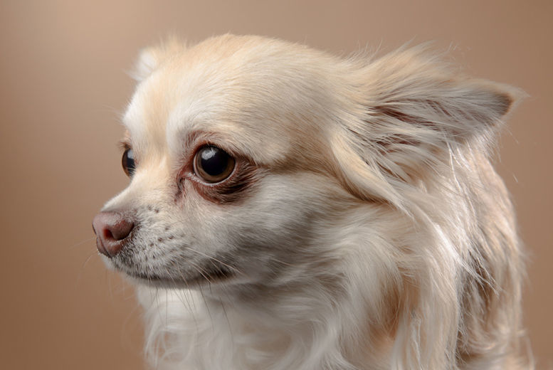 Pet Photoshoot – One Hour – Including Two 8″ x 10″ Prints | Wowcher Pet Photoshoot – One Hour – Including Two 8″ x 10″ Prints | Wowcher