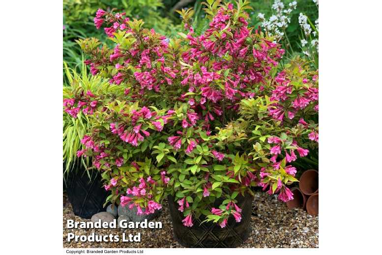 Weigela 'Magic Carpet' Flowering Shrub - Compact, Apricot-Orange Foliage | Wowcher