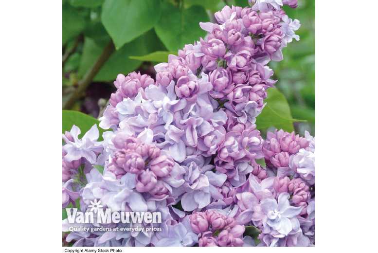 Double Scented Lilac Plants - Choose 1 or 2! | Wowcher