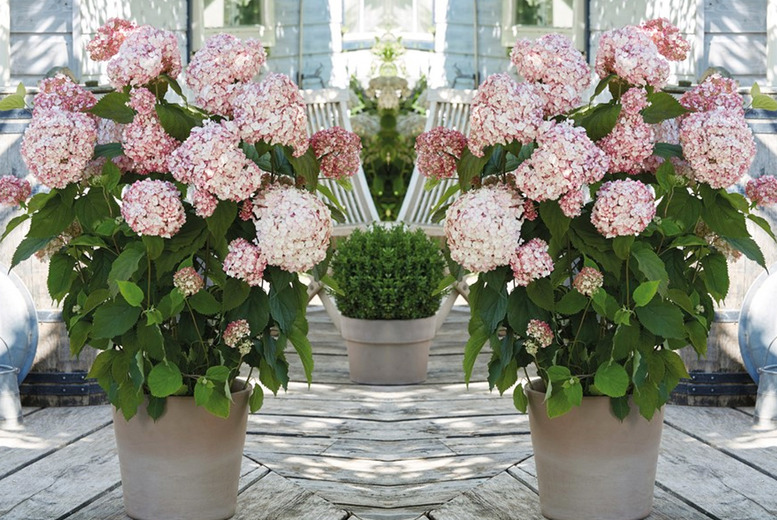 Hydrangea 'Candybelle Bubblegum' Flowering Shrub - Compact Pink Blooms, 120cm | Wowcher