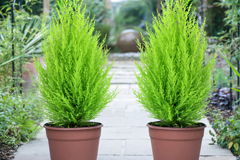 Evergreen Cupressus Goldcrest Conifer Shrub - 1, 2 or 6 Plants | Wowcher