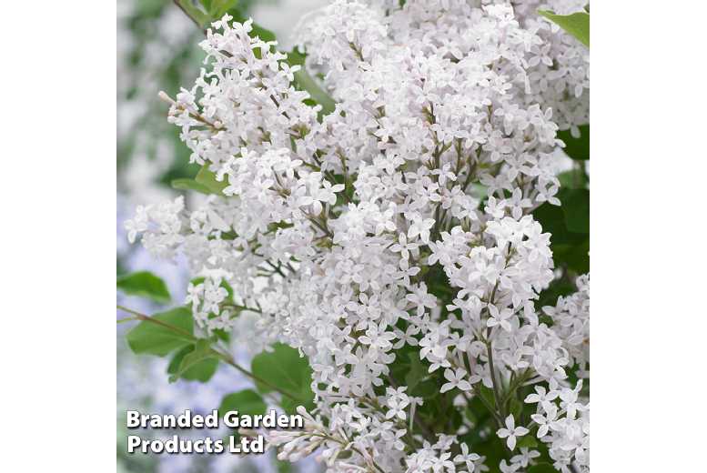 Lilac Flowerfesta White Shrub - Compact & Fragrant | Wowcher