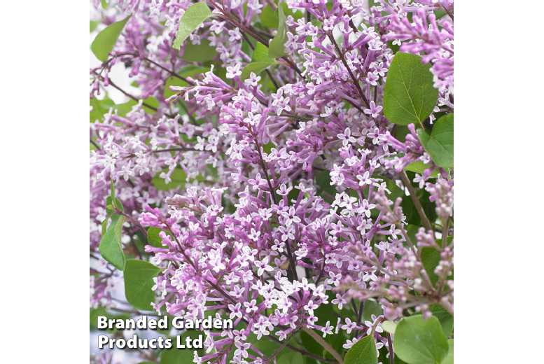Lilac Flowerfesta Purple Shrub | Wowcher