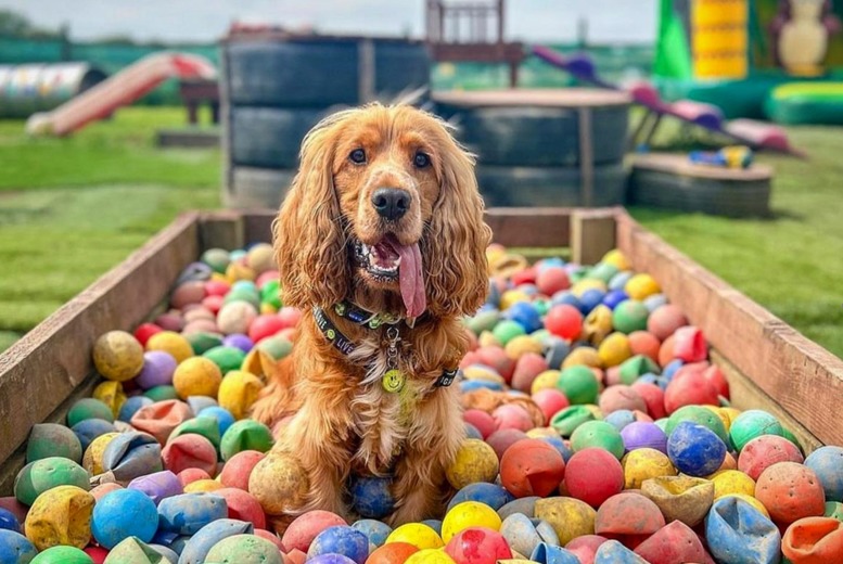 1hr Puppy Social Party Experience at Bark N Bounce, Keepers Kennels Manchester | Wowcher