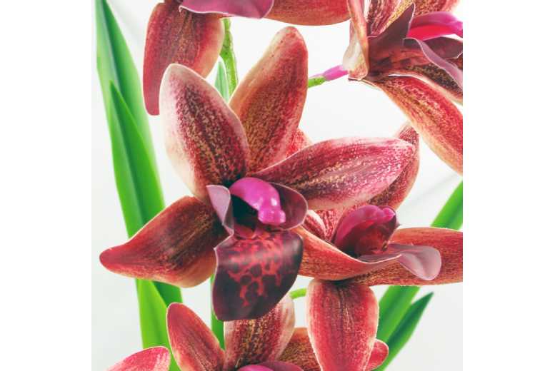 Enchanting 50cm Dark Pink Orchid – Low Maintenance Indoor Plant | Wowcher
