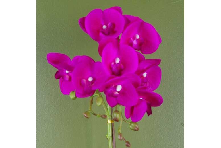 50cm Phalaenopsis Orchid – Indoor Air-Purifying Potted Plant | Wowcher