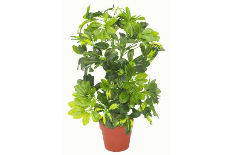 Indoor Artificial Arboricola Gold Capella Plant – 75cm Low Maintenance Foliage | Wowcher