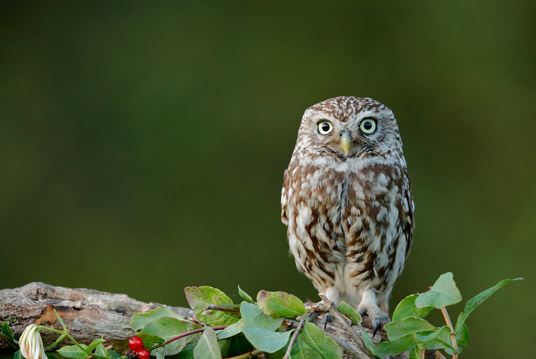 2-Hour Owl Experience Inc Handling – Congresbury | Activities | Offer Price £ 24.00 2-Hour Owl Experience Inc Handling – Congresbury | Activities | Offer Price £ 24.00