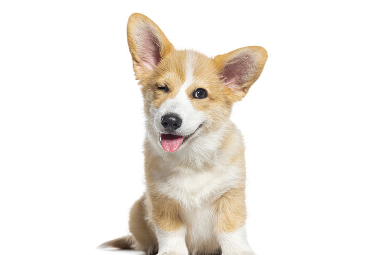 Dog Wellness & Care Online Course – Academy for Health and Fitness | Wowcher