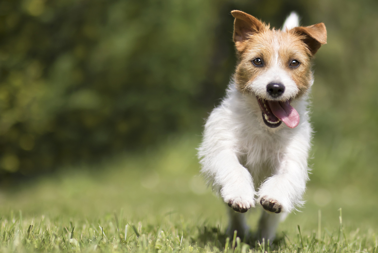 Online Dog Care Diploma - CPD & IPHM Accredited Training Course | Wowcher