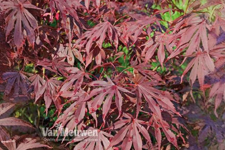 Up to 4 Japanese Acer palmatum Plants at LivingSocial