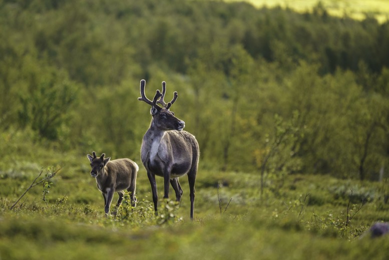 Adopt a Reindeer Gift Package – 3 Adoption Levels, Personalised Plaque & Park Entry at Wildwood Trust – Ideal for Animal Lovers & Unique Gifting | Wow