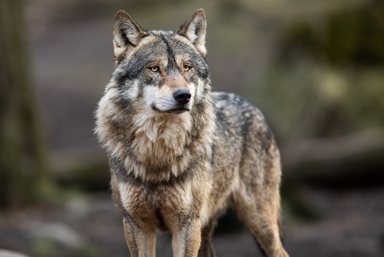 Adopt a Wolf at Wildwood Trust – 3 Package Levels, Personalised Plaque, Certificate & Entrance Tickets – Gift Options Available | Wowcher