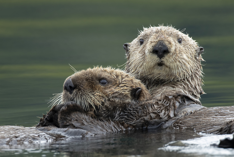Adopt an Otter at Wildwood Trust – 3 Adoption Pack Options with Certificates, Photos & Park Entry – Gift-Friendly | Wowcher