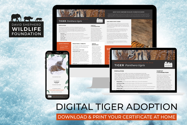 Digital Tiger Adoption Pack with Personalised Certificate & Photo - 3 Options - Support Conservation with David Shepherd Wildlife Foundation - Perfect Gift Experience | Wowcher