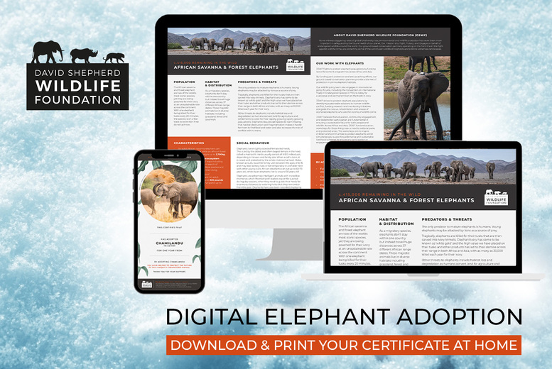 Digital Elephant Adoption Pack - Personalised Certificate, Fact Sheets & Photo - 3 Package Options - David Shepherd Wildlife Foundation - Ideal Gift for Animal Lovers | Wowcher
