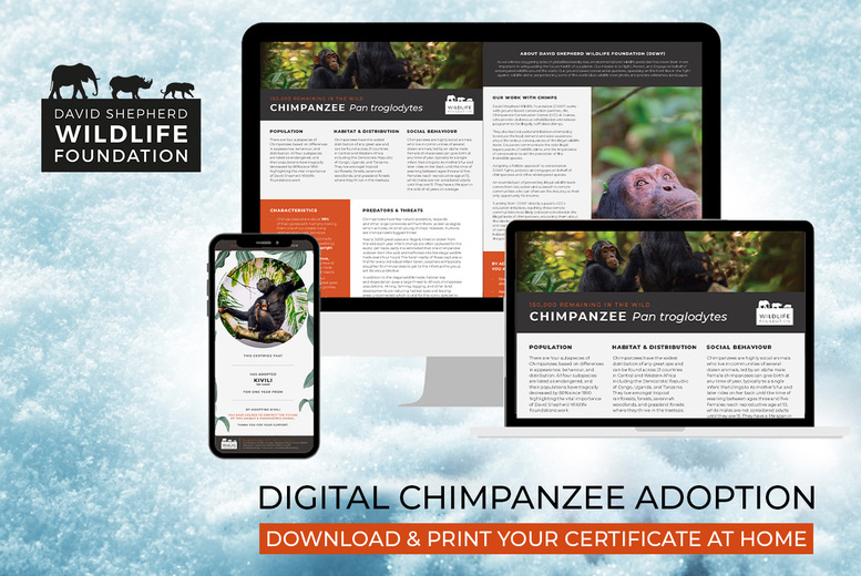 Digital Chimpanzee Adoption Pack - Personalised Certificate, Fact Sheets & Photo - 3 Adoption Options - David Shepherd Wildlife Foundation - Giftable | Wowcher